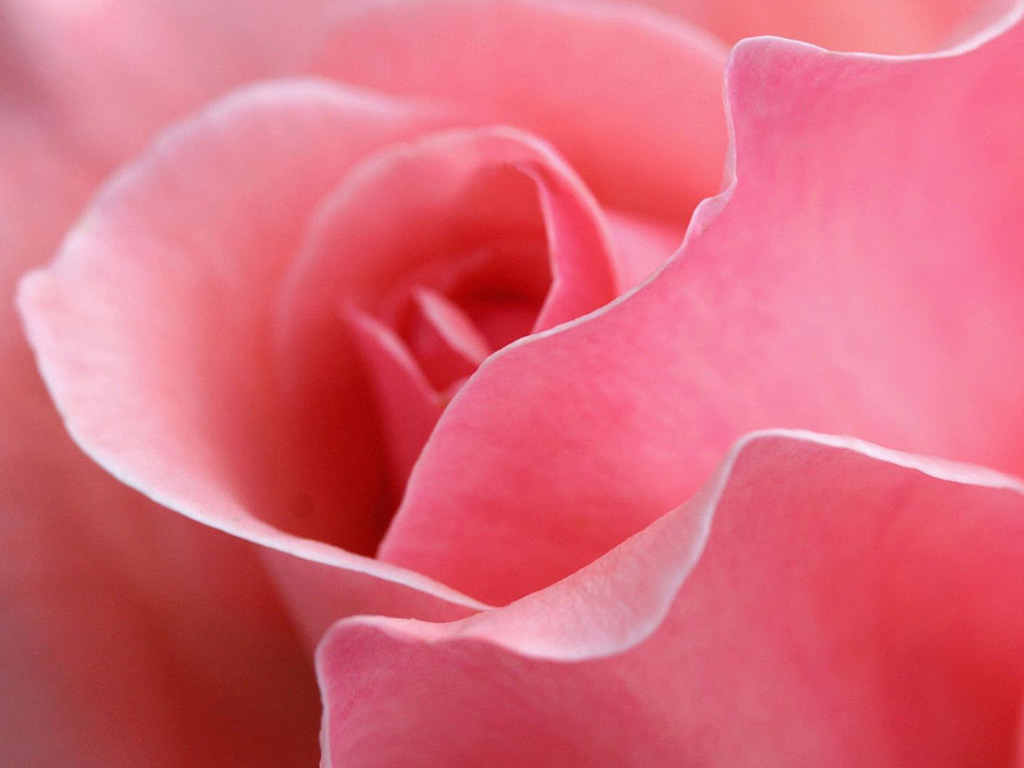 great pink rose
