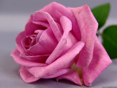 super pink rose