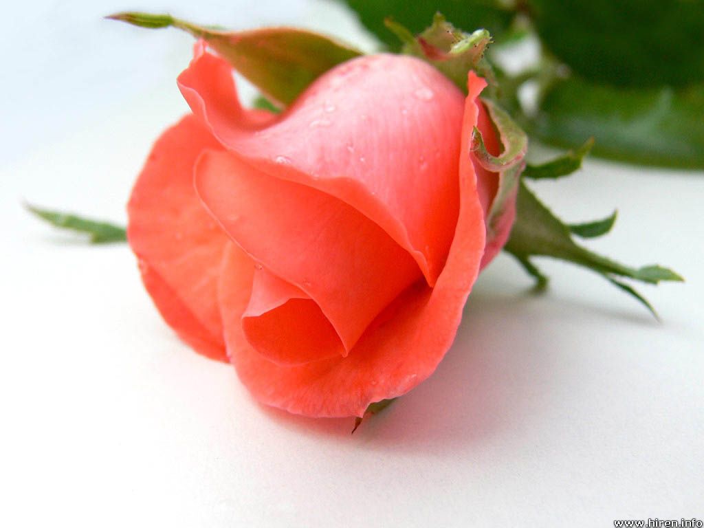 cute pink rose