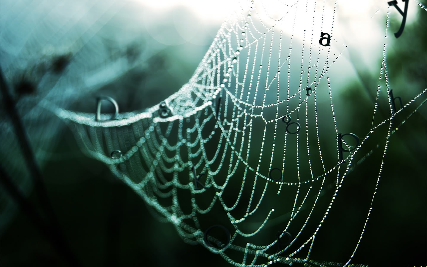 Nice spider net hd desktop wallpaper