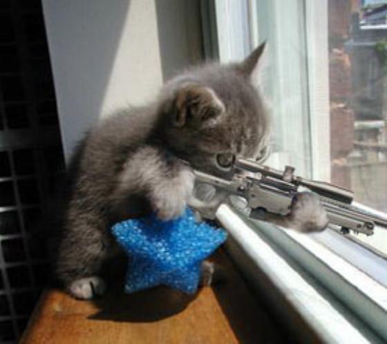 cat shooting