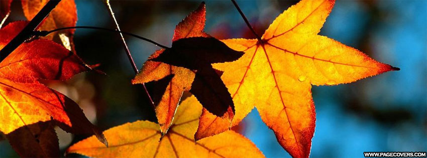 nature fall facebook cover
