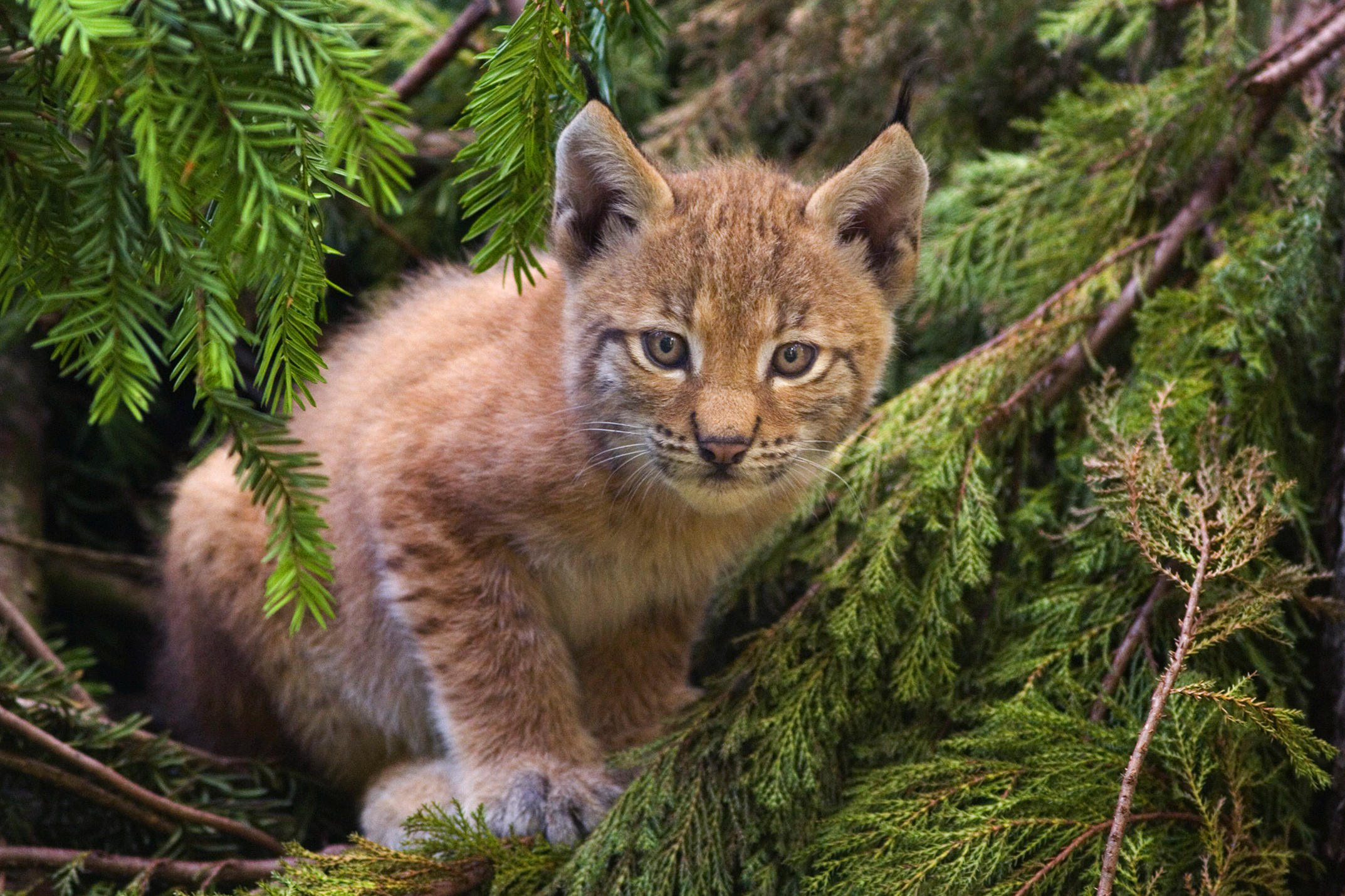 brown lynx image pc