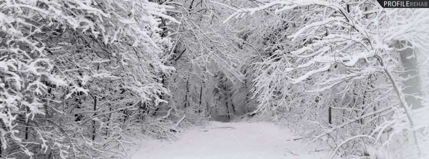 white tree winter facebook