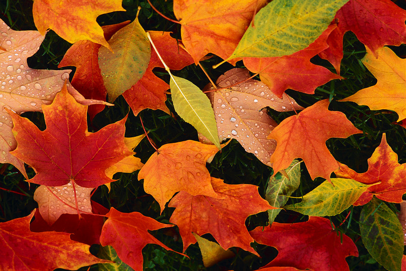 great falling leaves