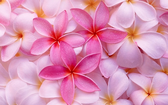 nice tropical flowers wallpapers