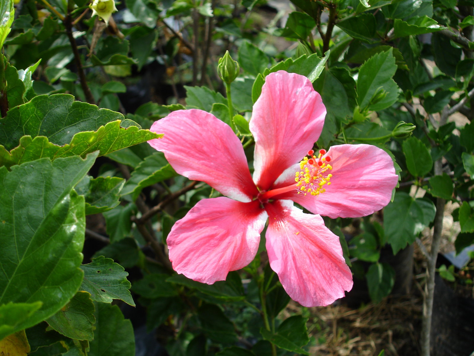 pink tropical flowers image