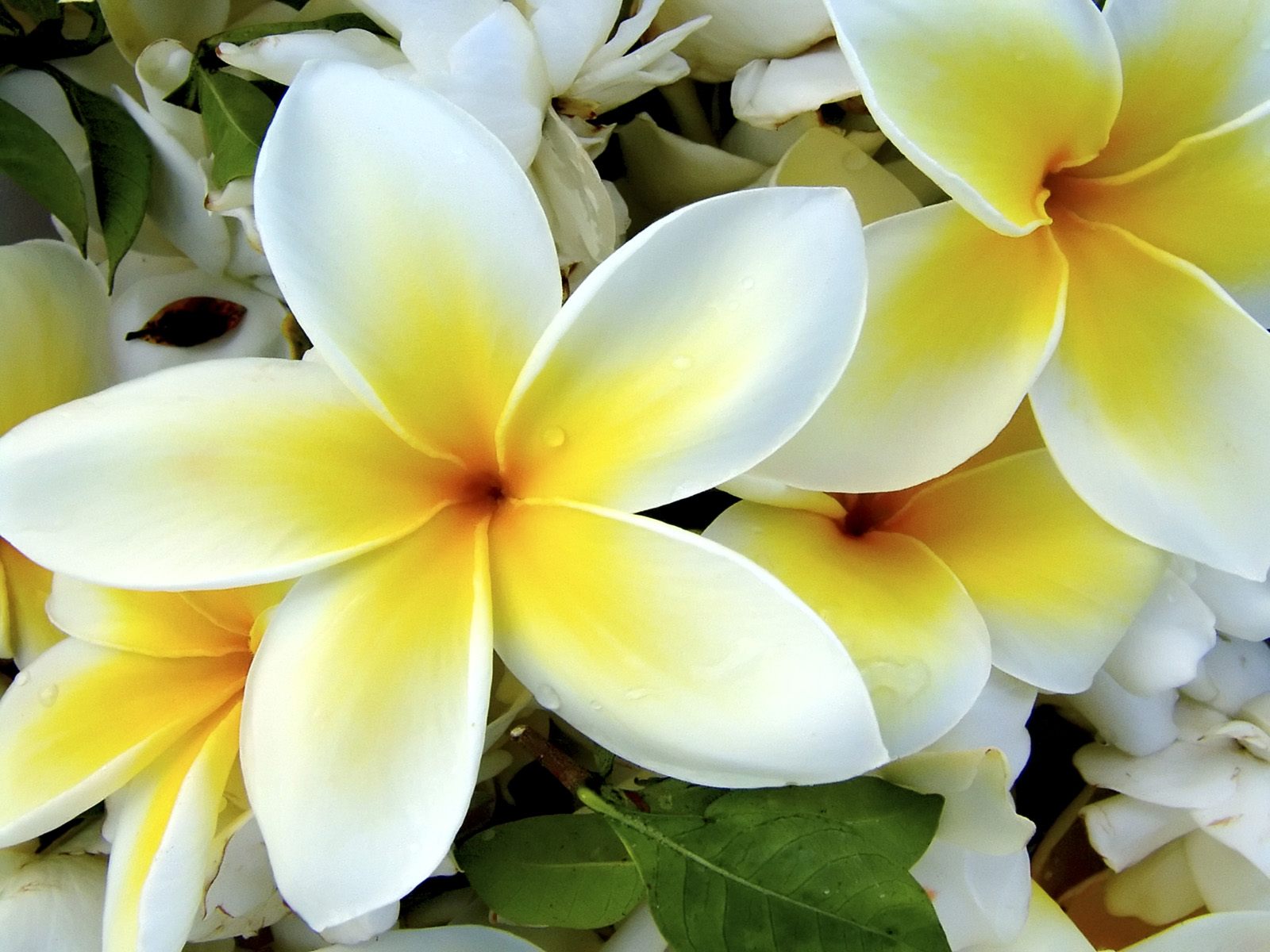 white tropical flowers image