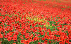 super poppies flowers image