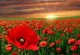 awesome poppies flowers image