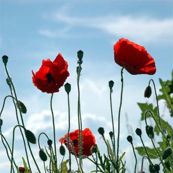 lovely poppies flowers image
