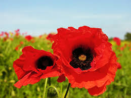 great poppies flowers photos