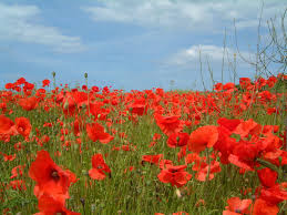awesome poppies flowers image