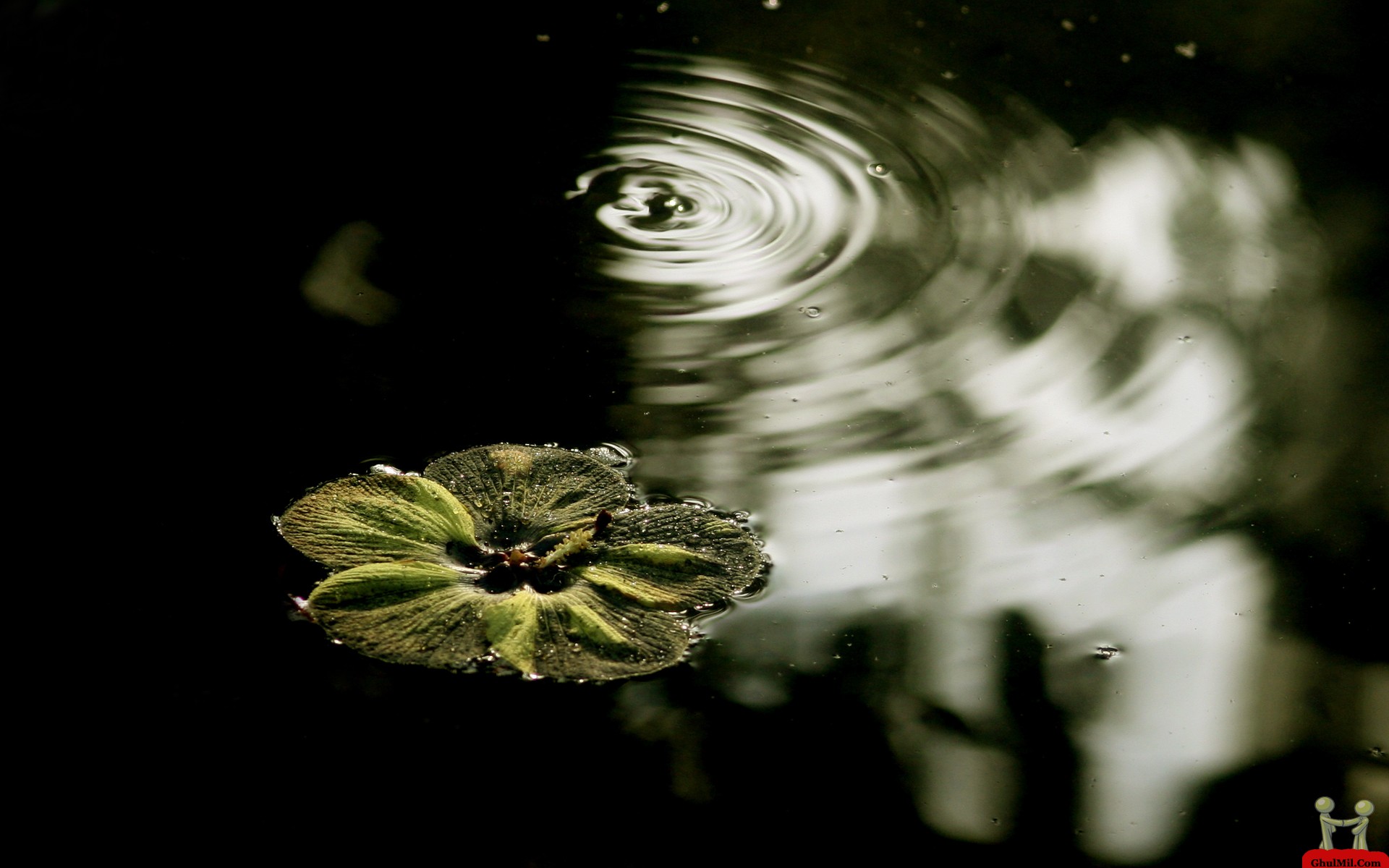 abstract water flowers image