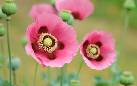 pink poppies flowers image