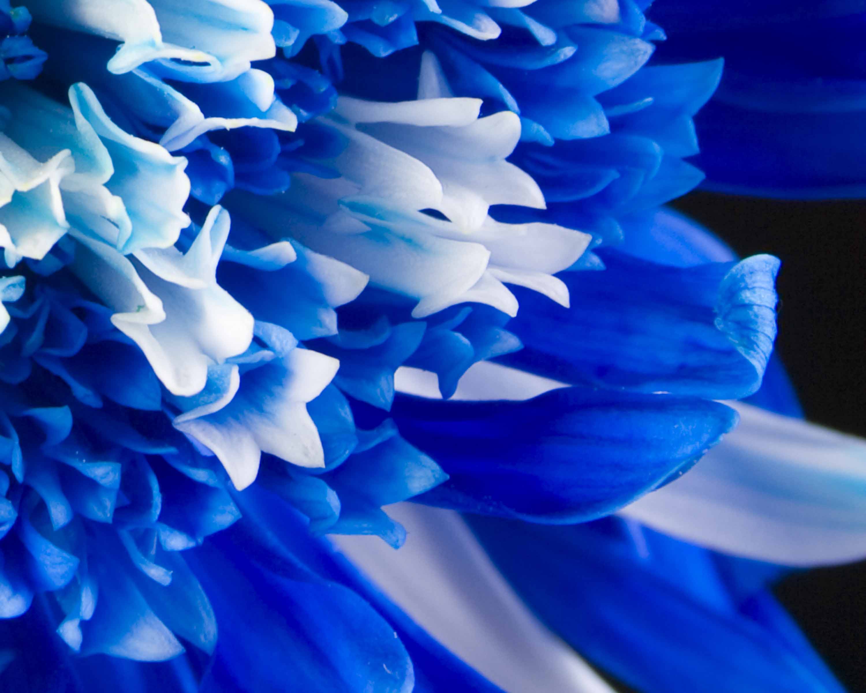 cute blue flower image