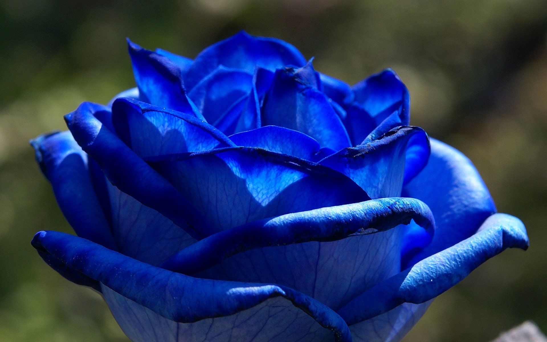 lovely blue flower image