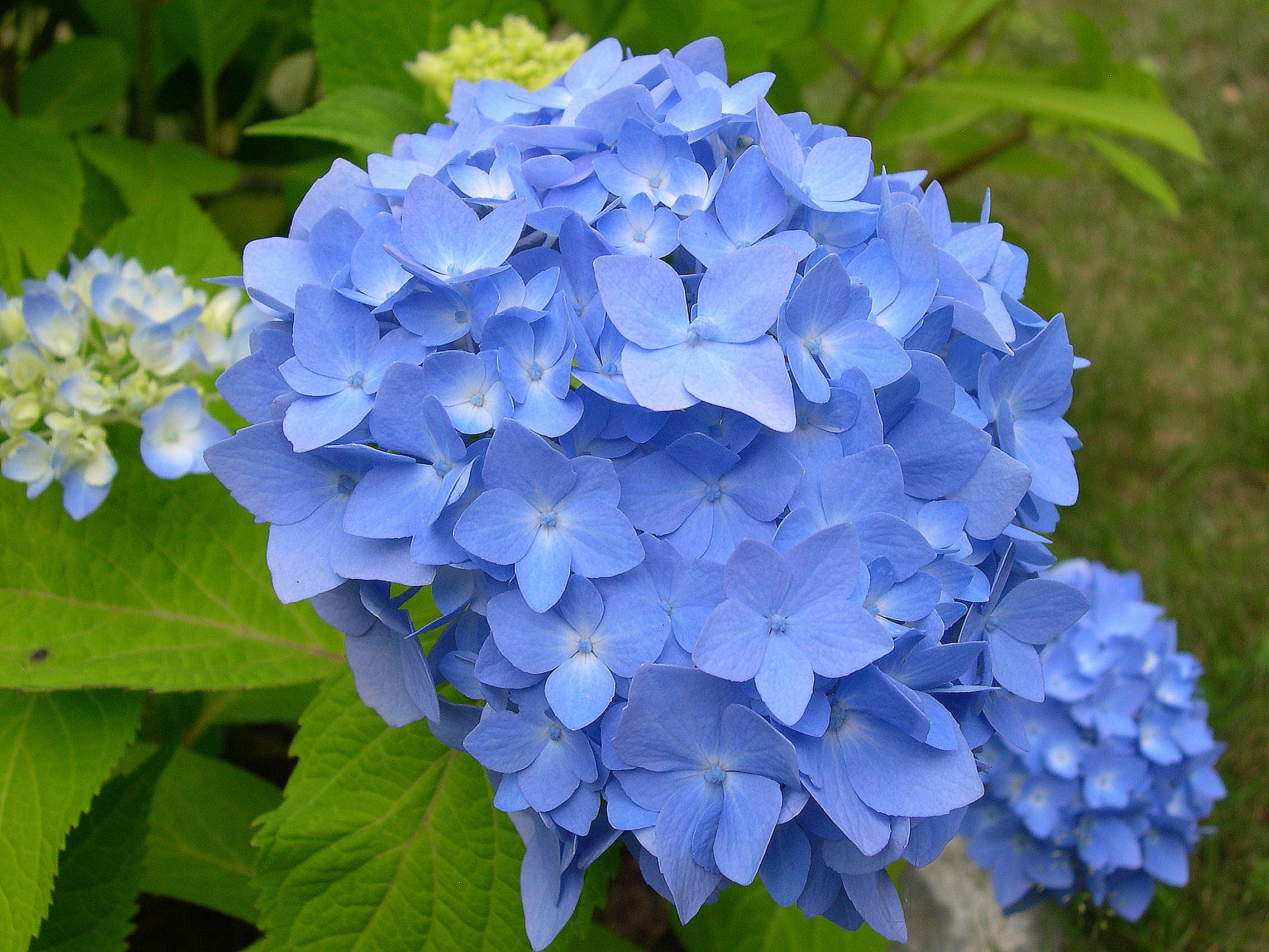 awesome blue flower image