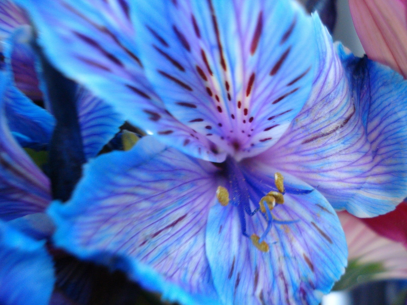 great blue flower