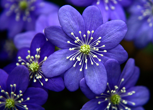 sweet blue flower