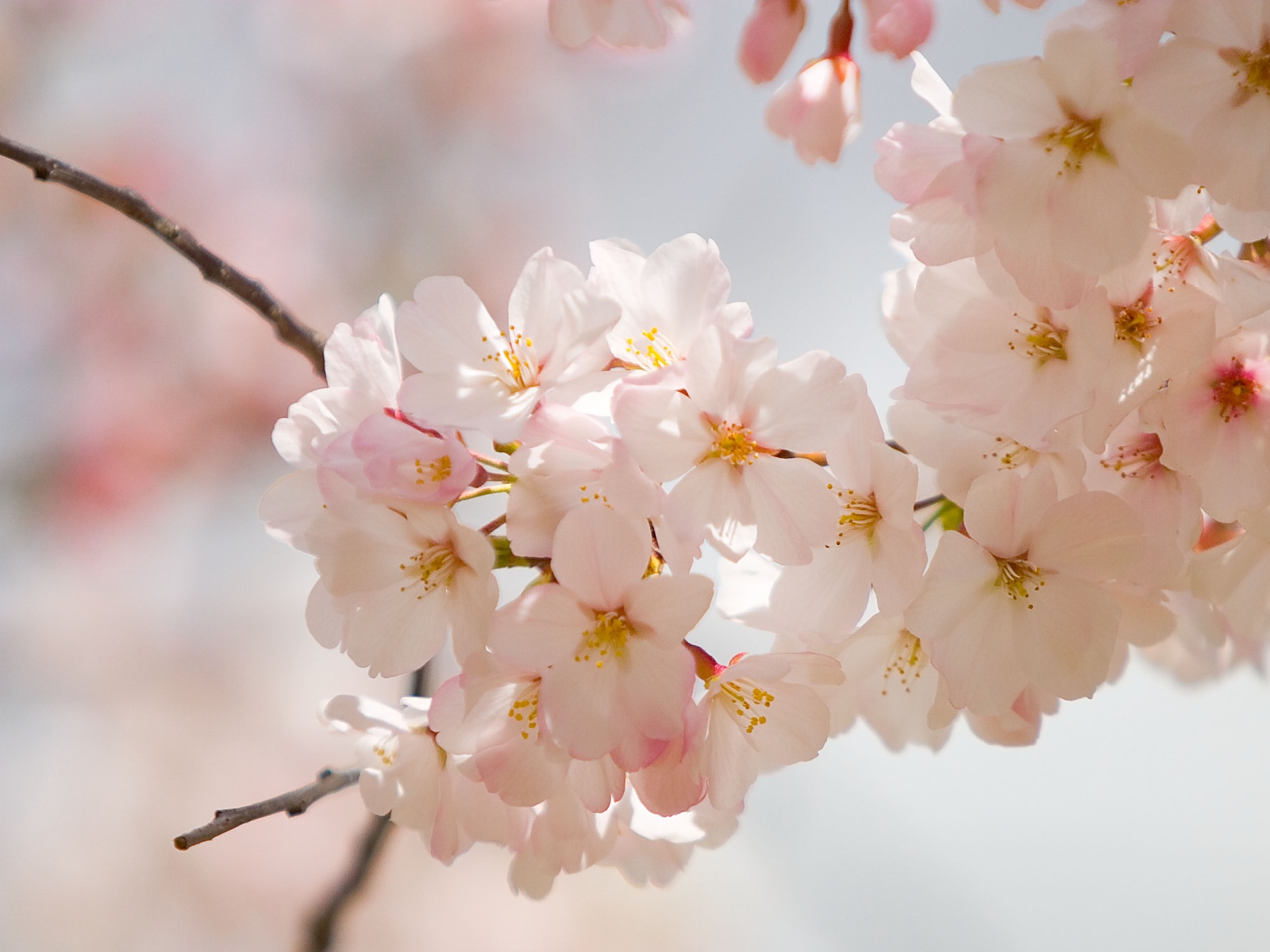 super spring flowers wallpapers