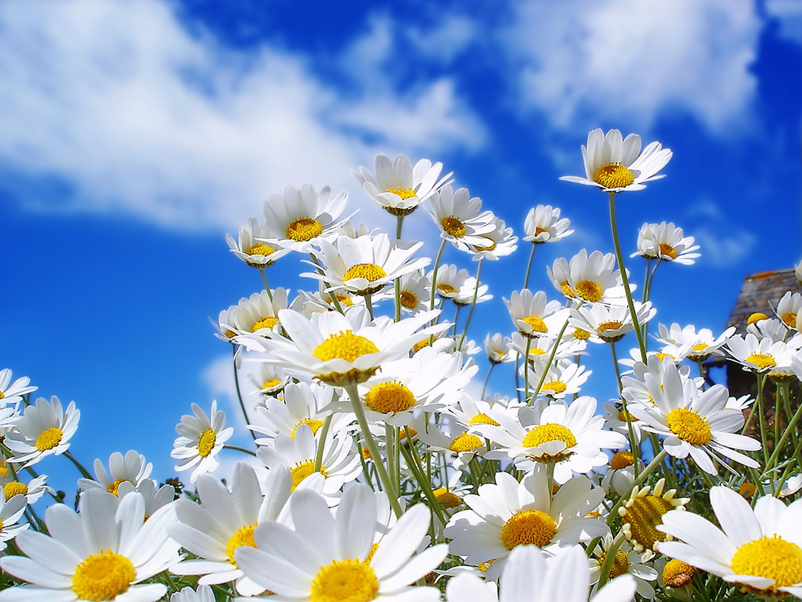 awesome spring flowers image