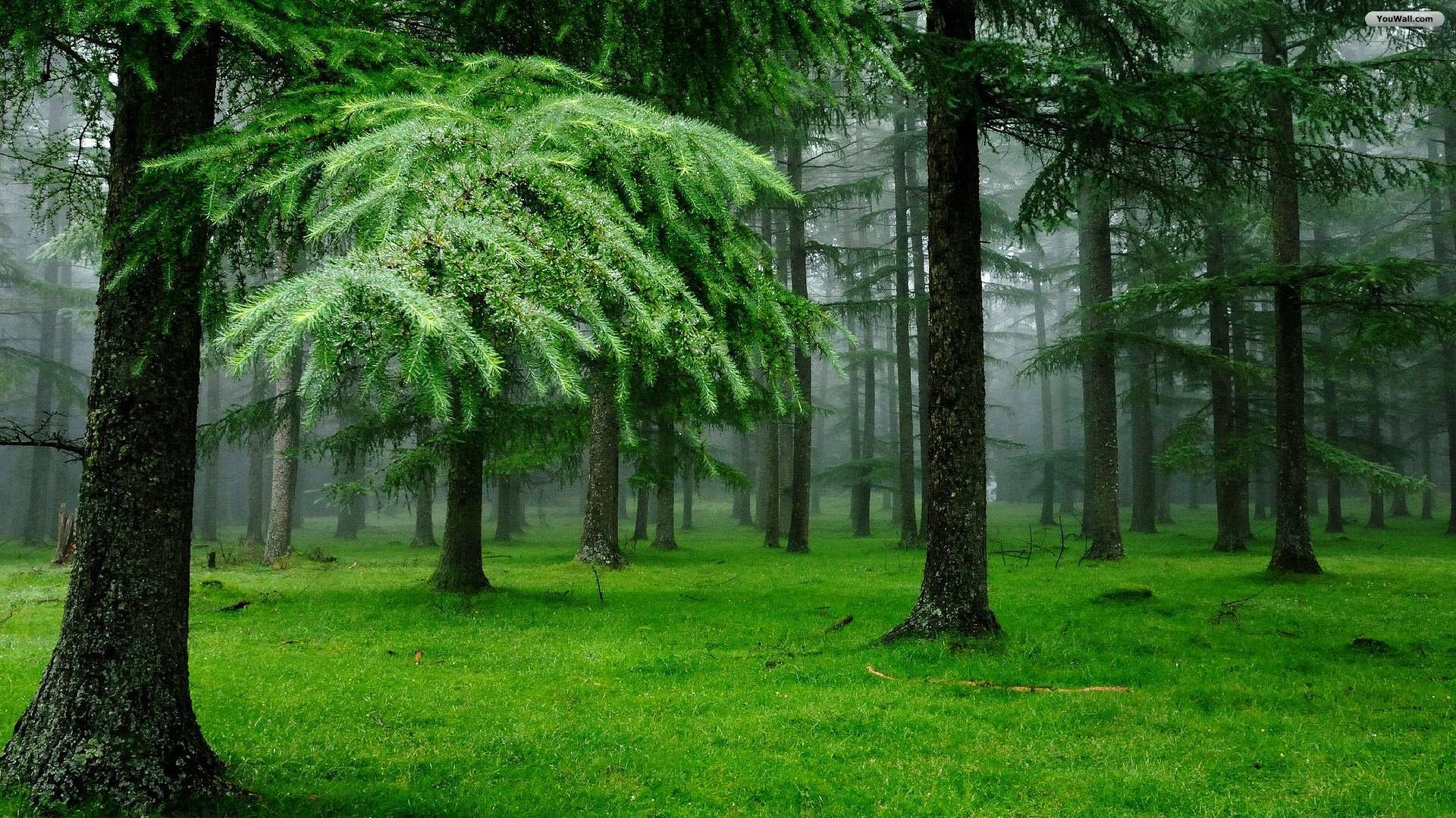 3d hd green forest image