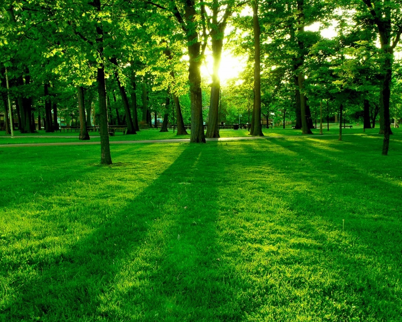 great hd green forest image