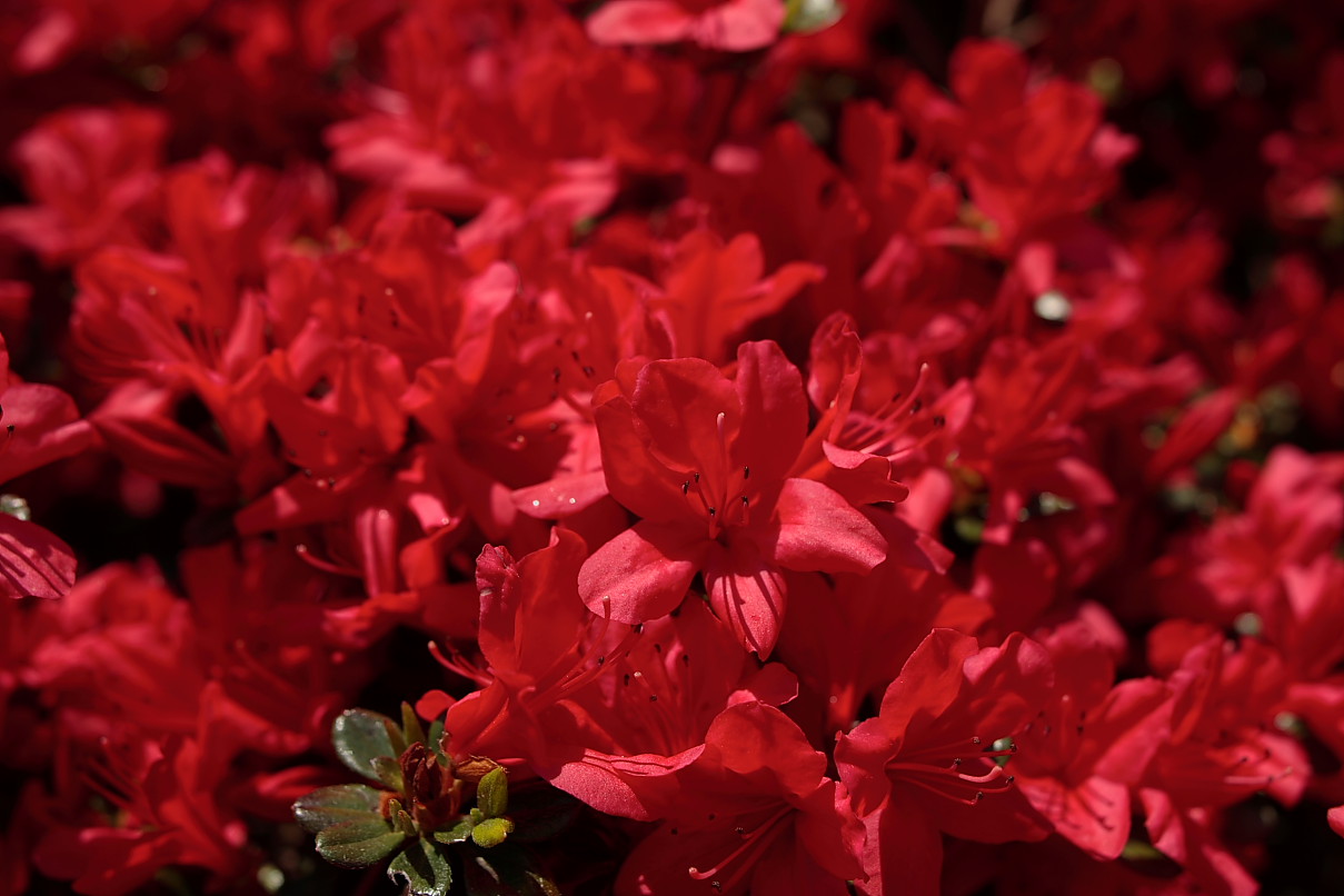 great red flowers image