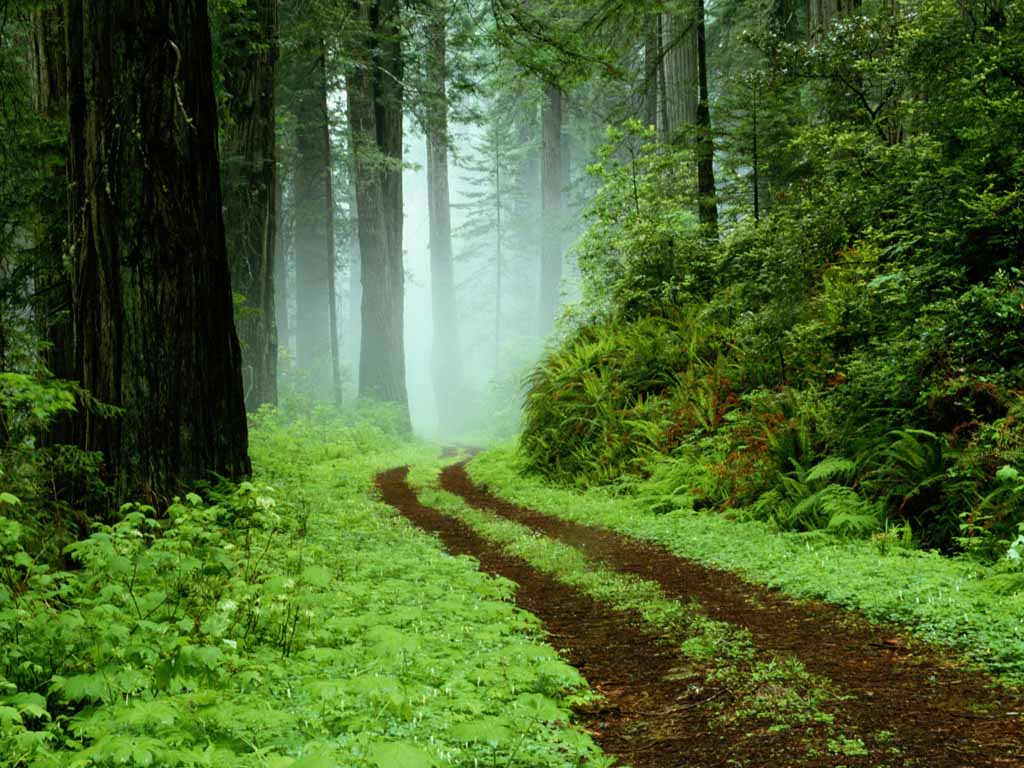 awesome hd green forest image