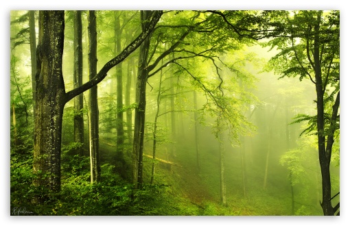 landscape hd green forest image