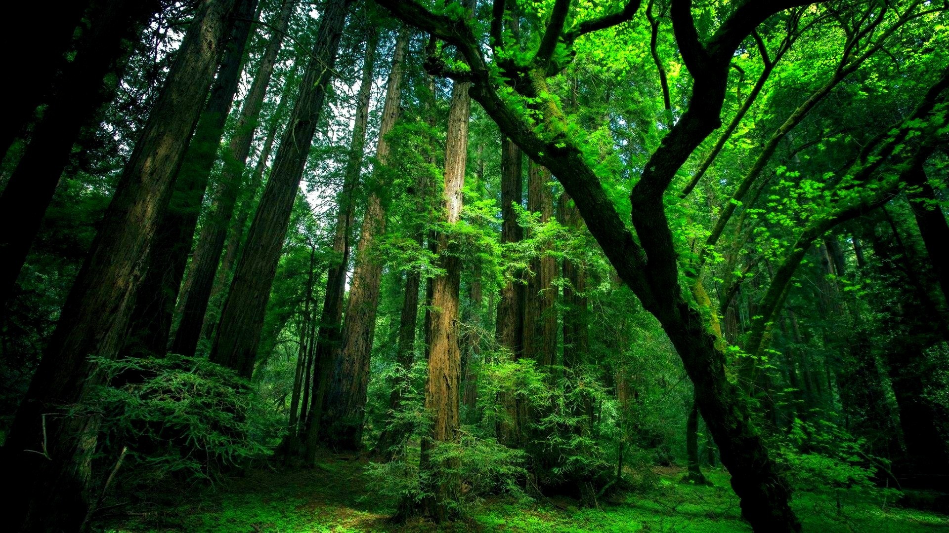 top hd green forest