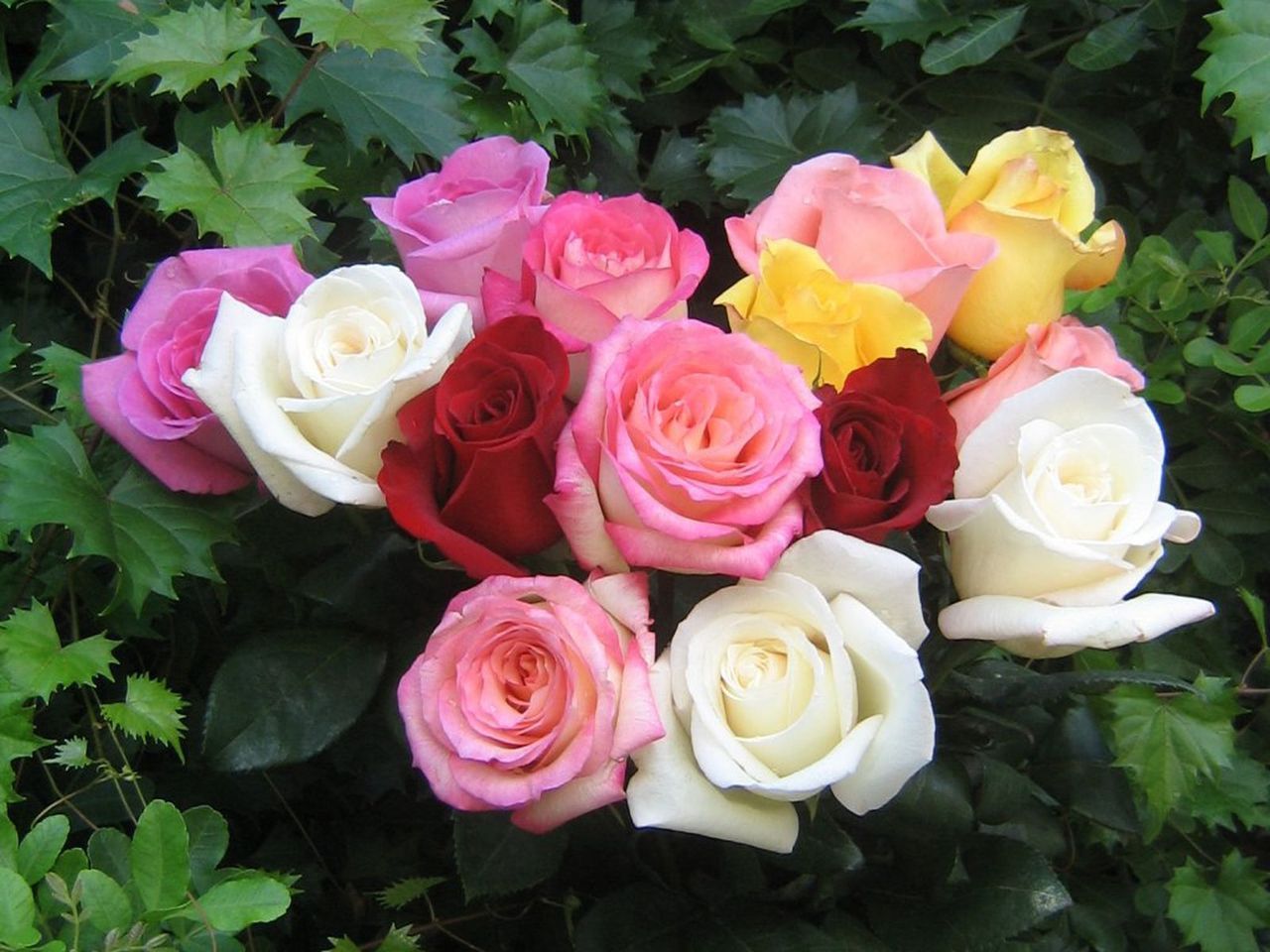 natural beautiful roses wallpaper