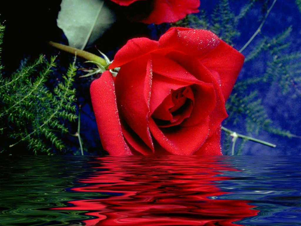 full art beautiful roses image