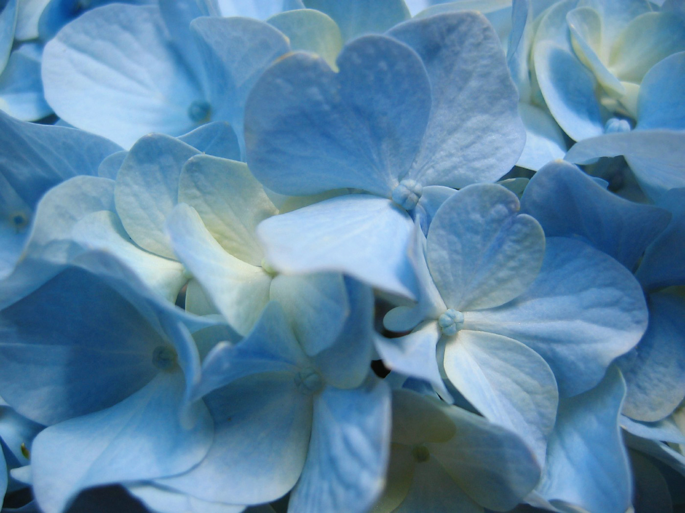 full hd blue flower image