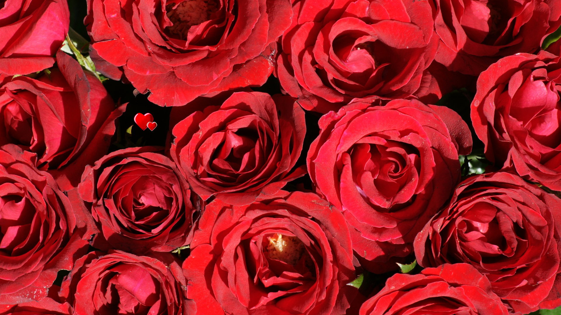 red beautiful rose image