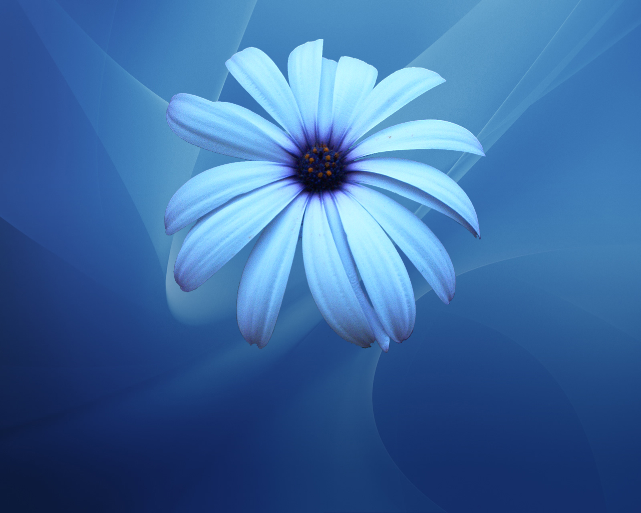 widescreen blue flower image