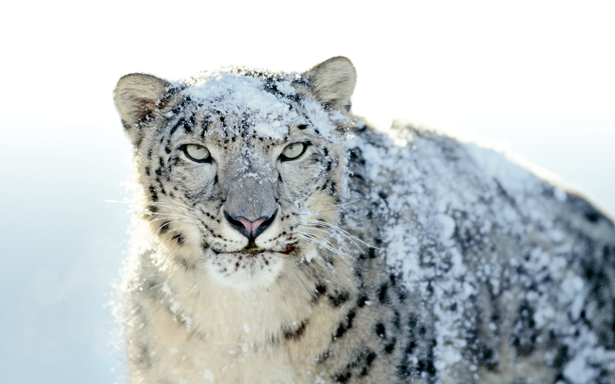 nice snow leopard pictures
