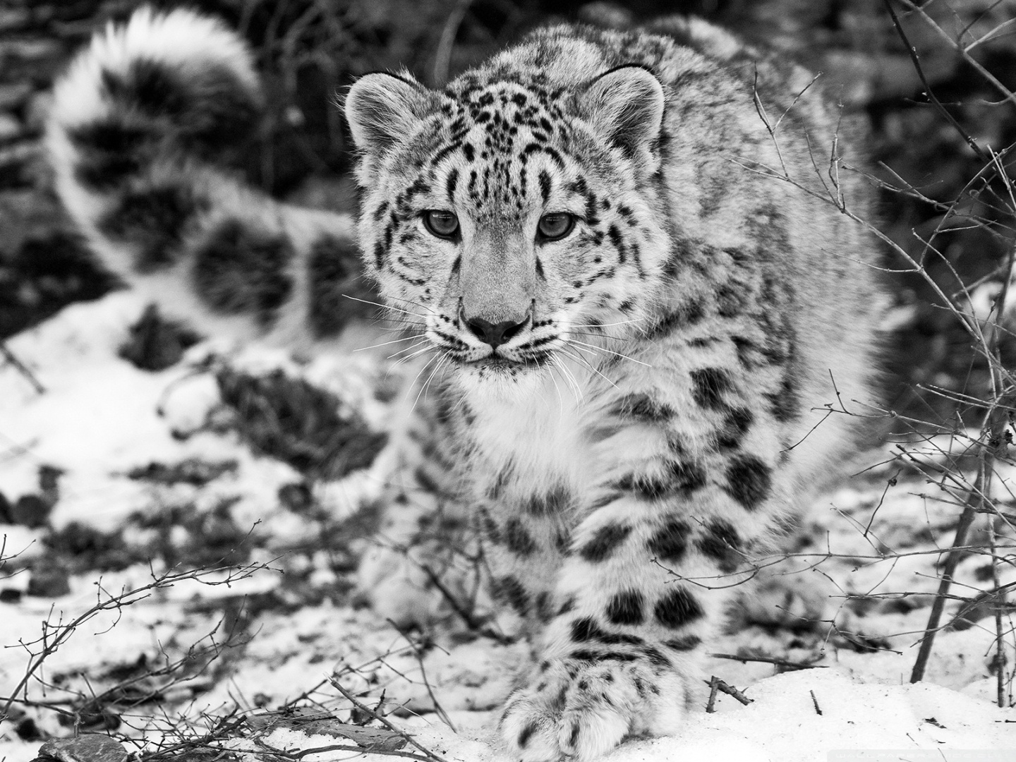 white snow leopard picture