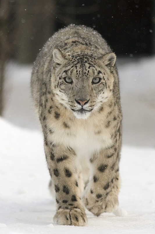 cute snow leopard image