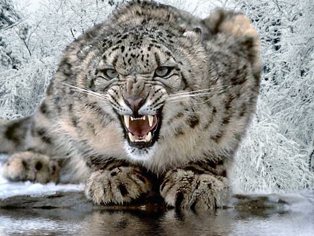 lovely snow leopard image