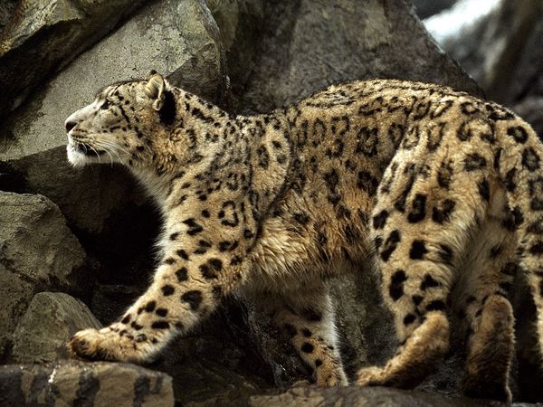 yellow snow leopard image
