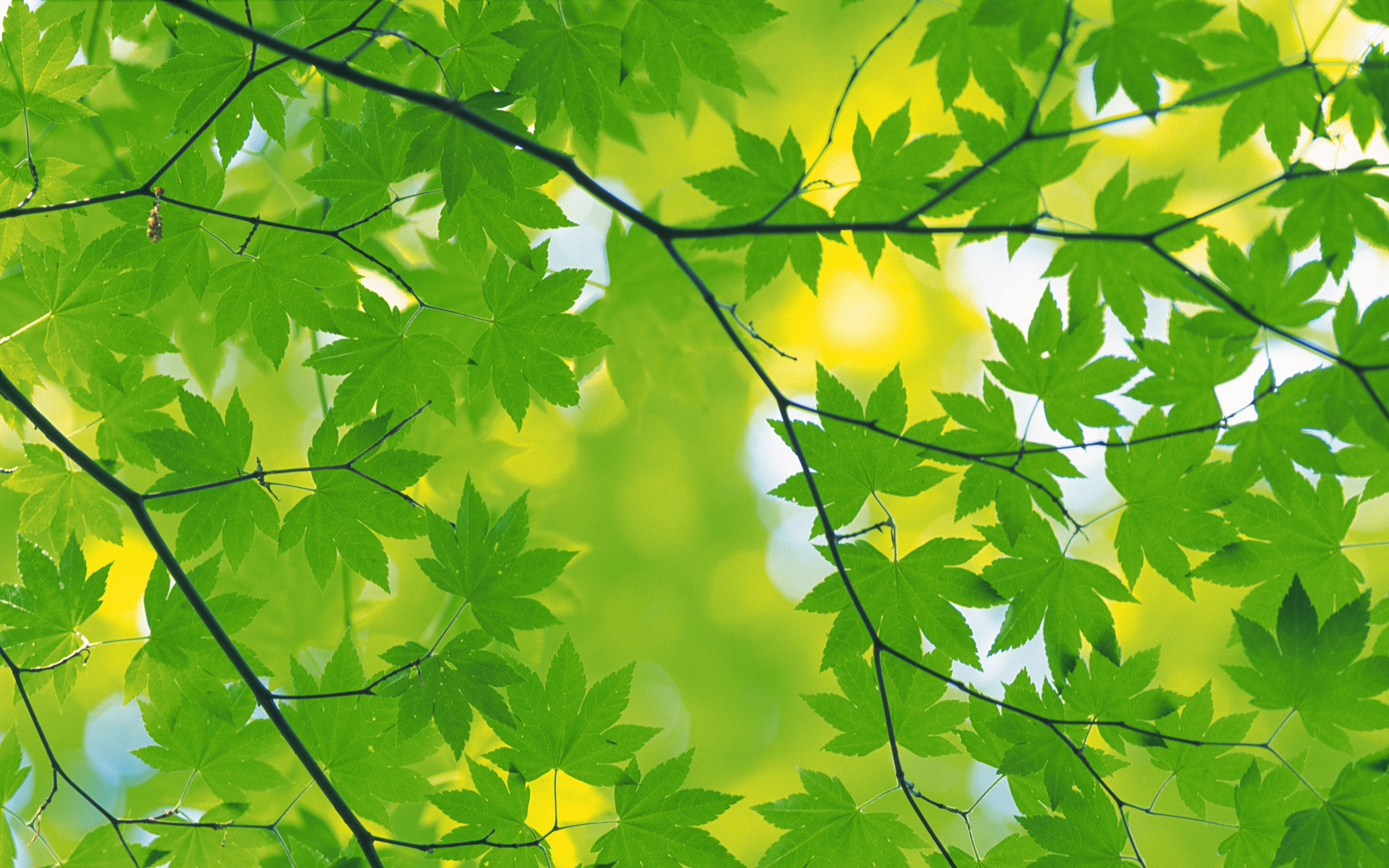 beautiful green leaf image