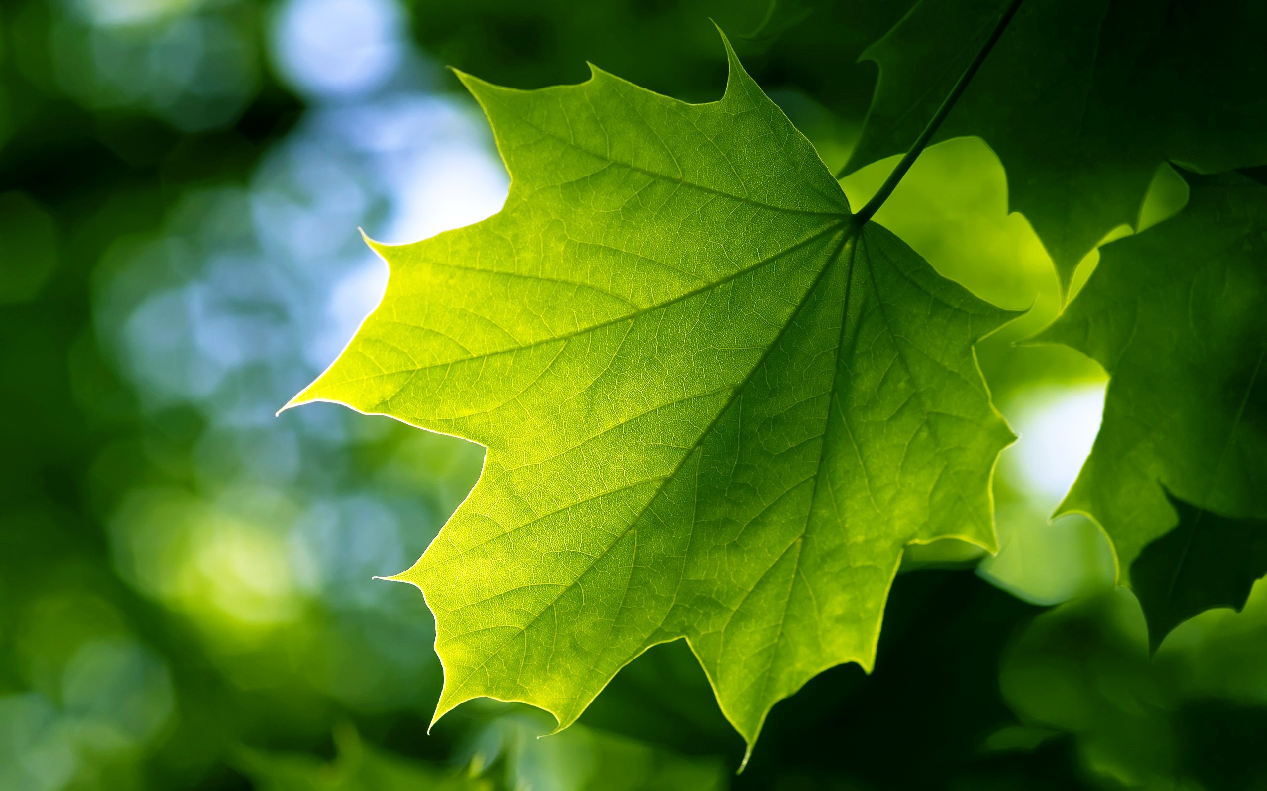 wonderful green leaf image