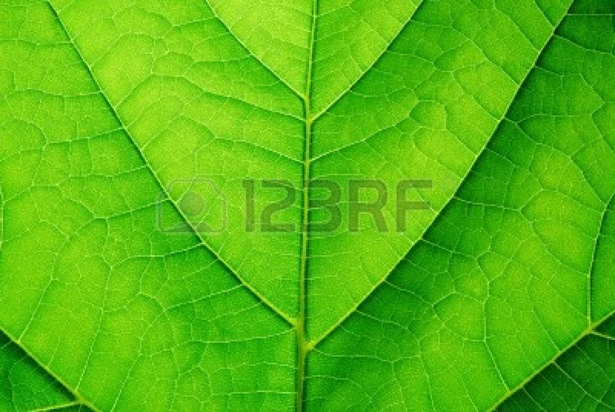 xcitefun green leaf picture
