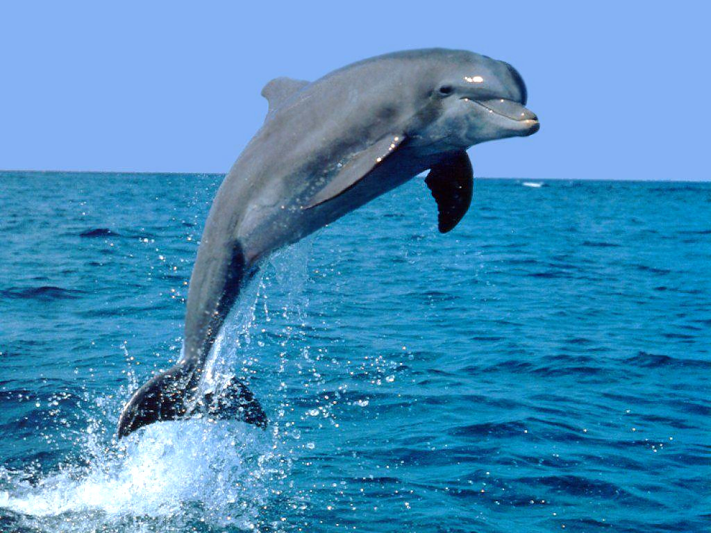 nice dolphin fish photos