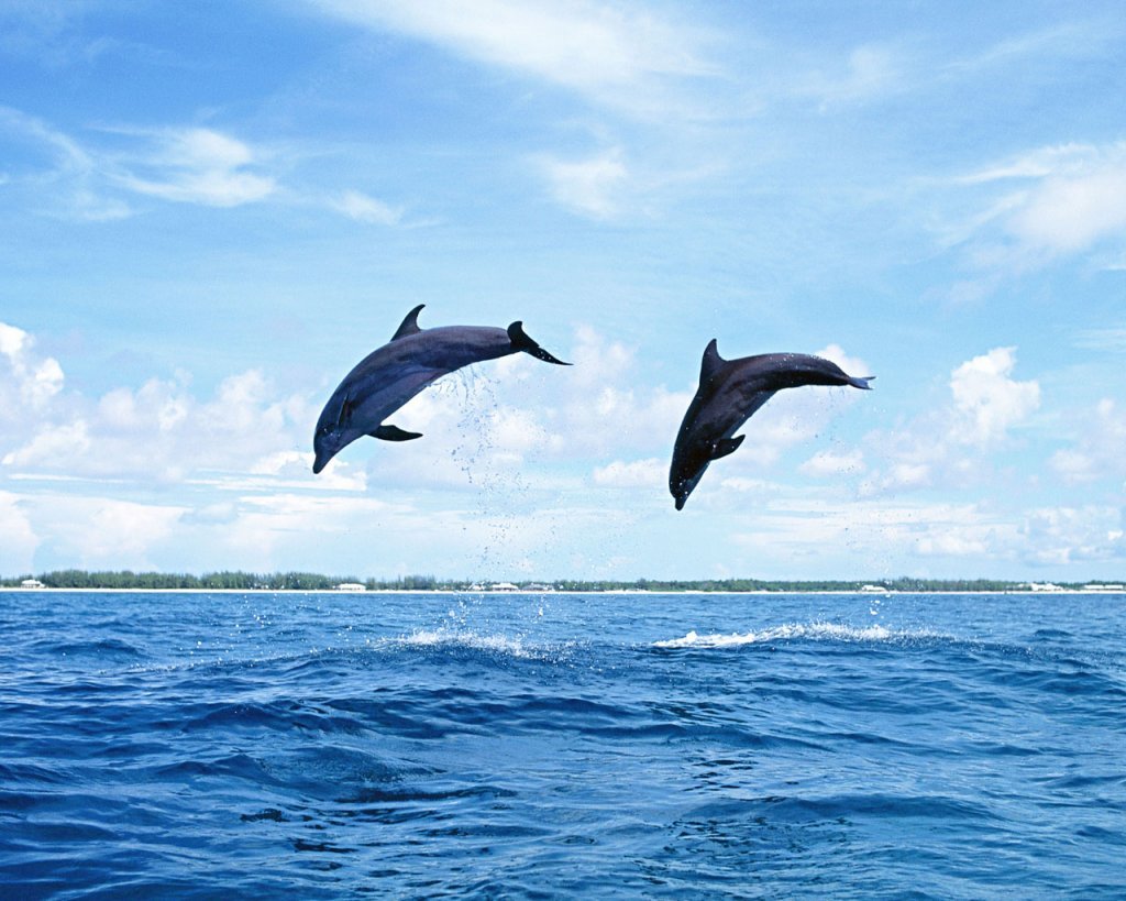great dolphin fish picture