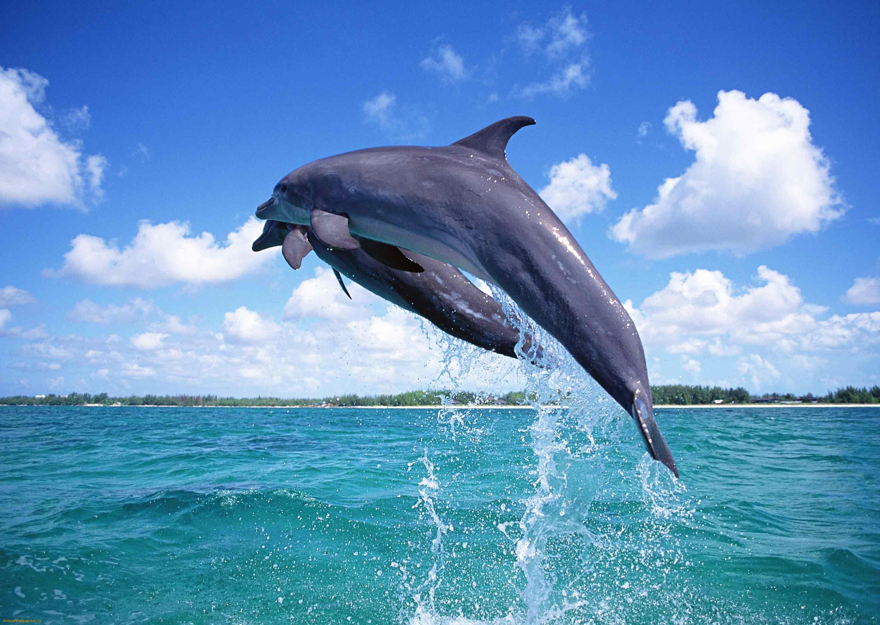 nature dolphin fish image
