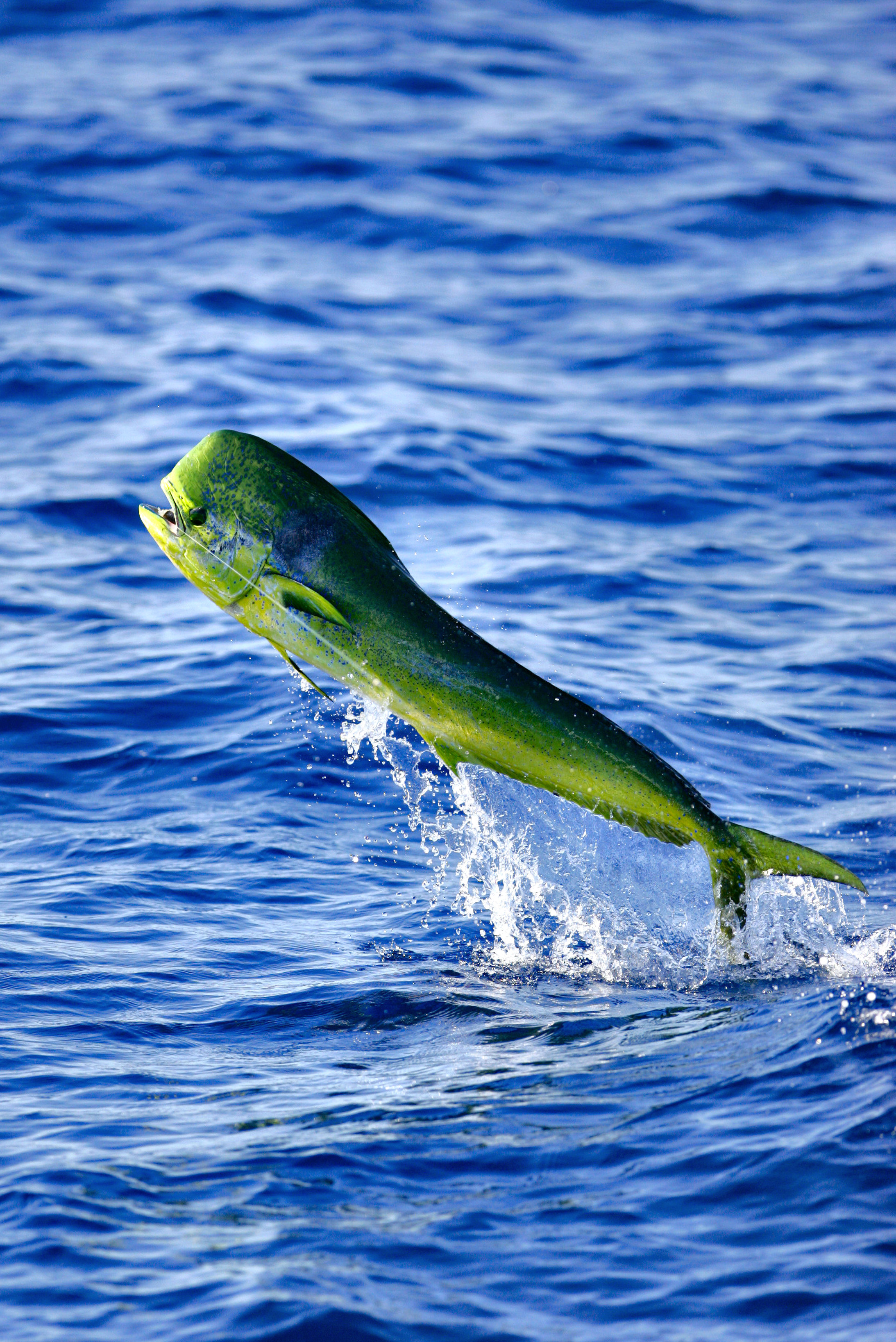 ful green dolphin fish image