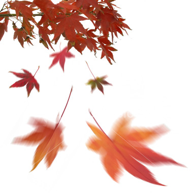 fractal falling leaves picture